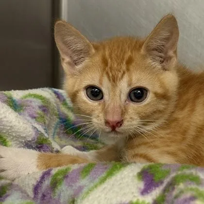 A baby medium-sized male Domestic Short Hair cat named Cheeto for adoption in Sacramento, CA
