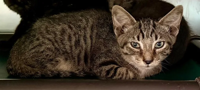 A baby medium-sized male Domestic Short Hair cat named Captain Hook for adoption in Burnsville, NC