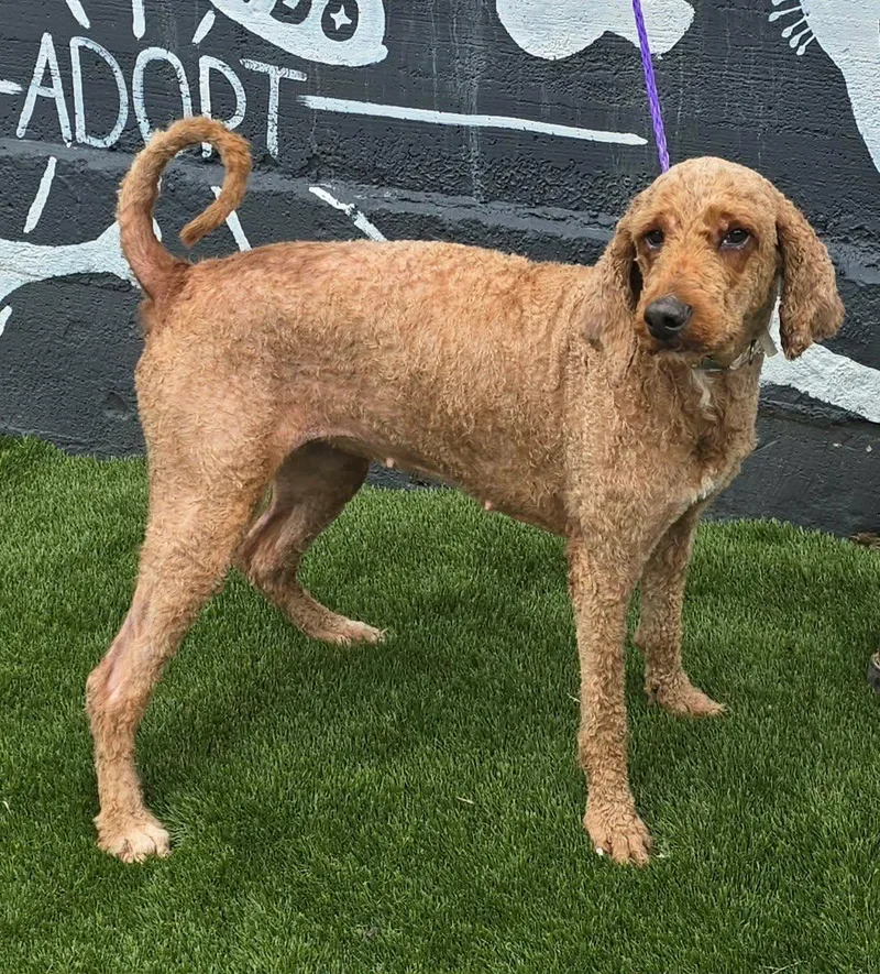 An adult medium-sized female Golden Goldendoodle dog named June for adoption in New York, NY