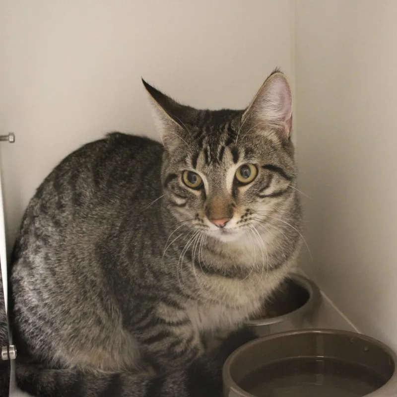 An adult medium-sized male Domestic Short Hair cat named Randall for adoption in Champaign, IL