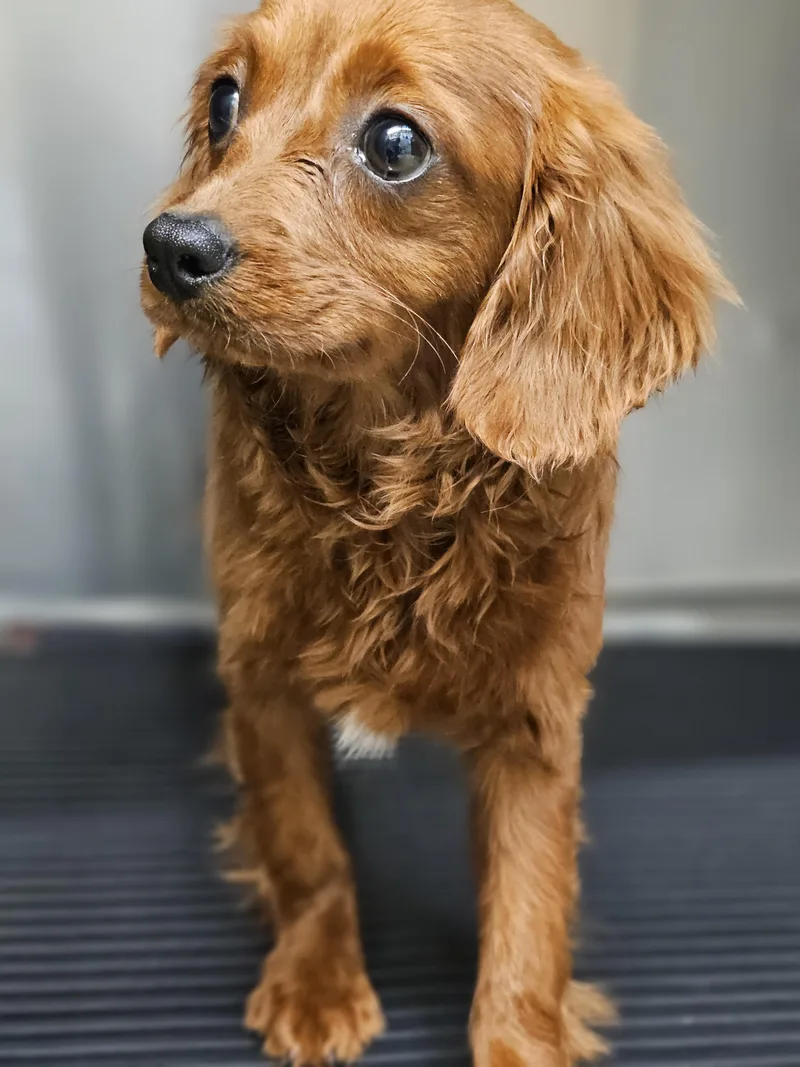 Frederick Springfield thumbnail 3