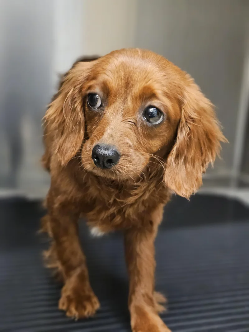 Frederick Springfield thumbnail 4