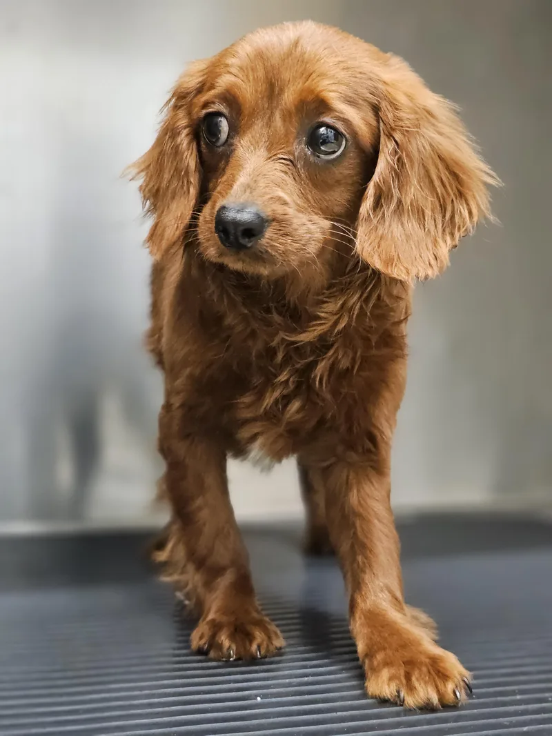 Frederick Springfield thumbnail 6