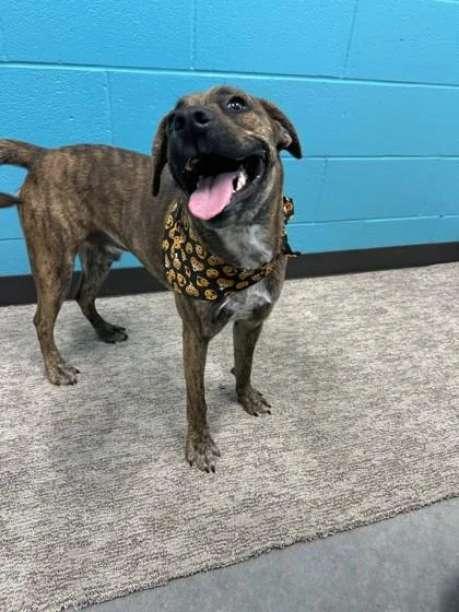 A young medium-sized male Pit Bull Terrier dog named Marco for adoption in Seagoville, TX