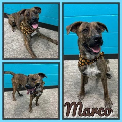 Marco thumbnail 3