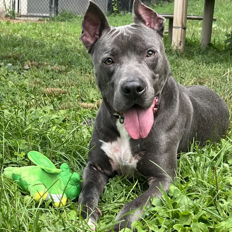 A young medium-sized male Gray / Blue / Silver Pit Bull Terrier dog named Bullitt for adoption in Yonkers, NY