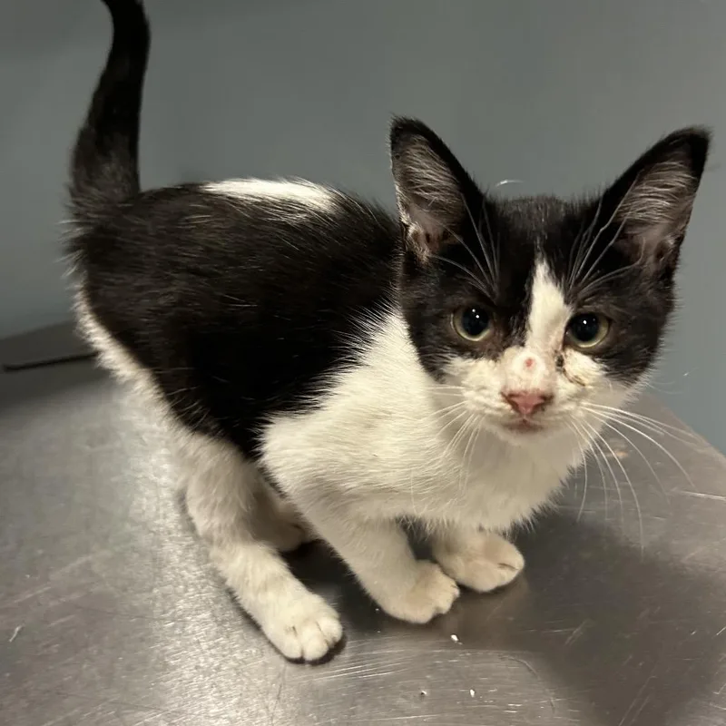 A baby small-sized female White Domestic Short Hair cat named Moola for adoption in Chattanooga, TN