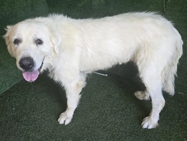 An adult extra large-sized female Great Pyrenees dog named Billie for adoption in Lancaster, CA