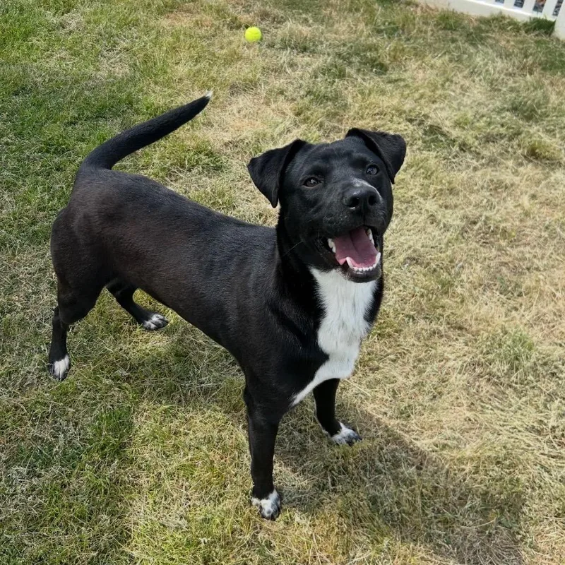 A young small-sized male Mixed Breed dog named Dusty for adoption in Mount Gilead, NC
