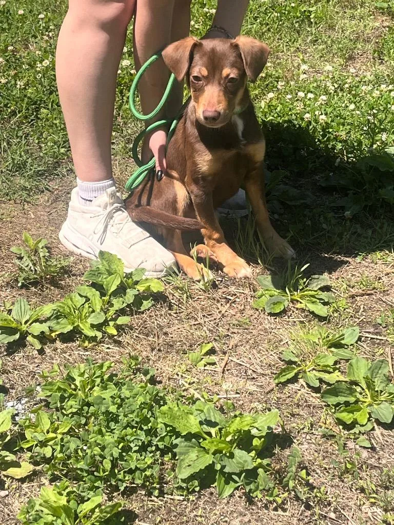 Piper