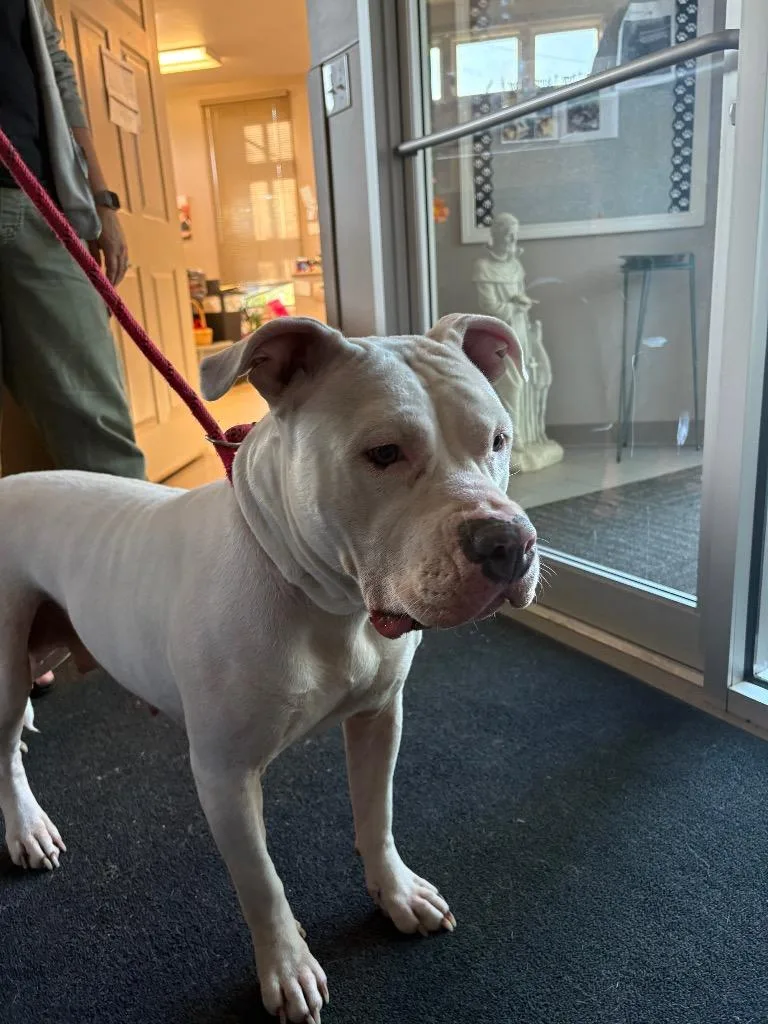 A young medium-sized female Pit Bull Terrier dog named Libi for adoption in La Porte, IN