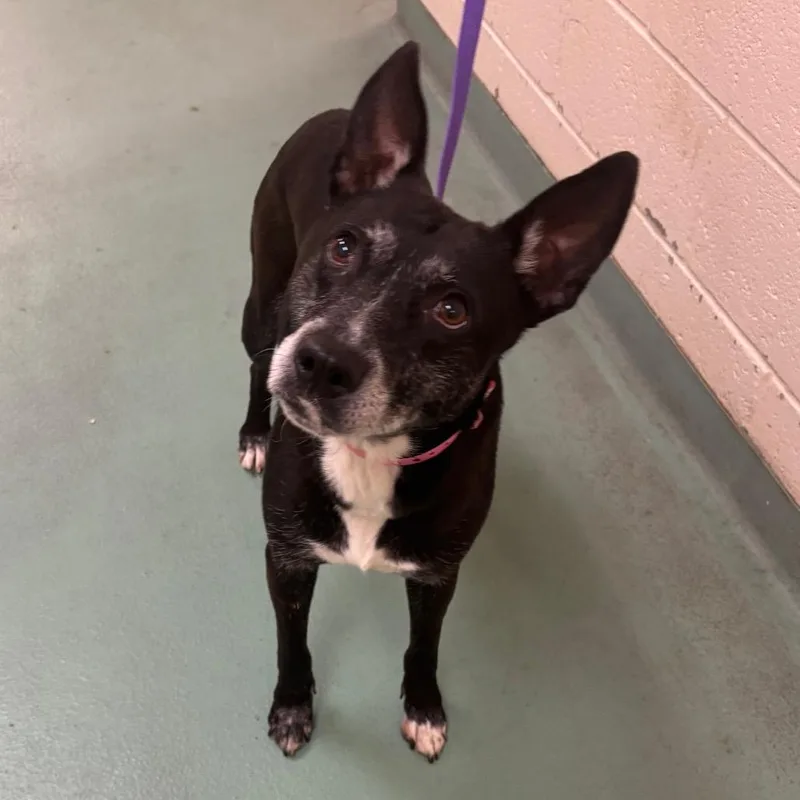 A senior medium-sized female Black Mixed Breed dog named Puppy for adoption in Memphis, TN