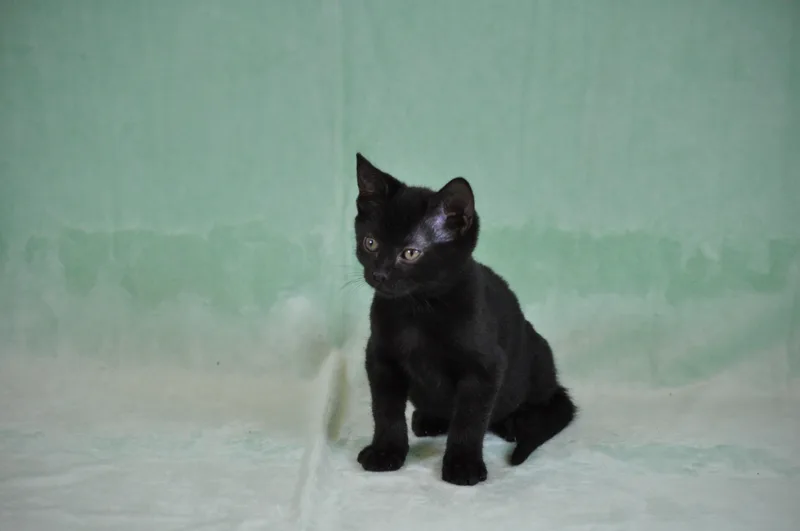 A baby medium-sized male Black Domestic Short Hair cat named Toast for adoption in Union Gap, WA