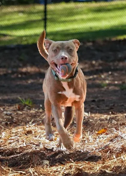 An adult large-sized male Mixed Breed dog named Evren for adoption in Aiken, SC