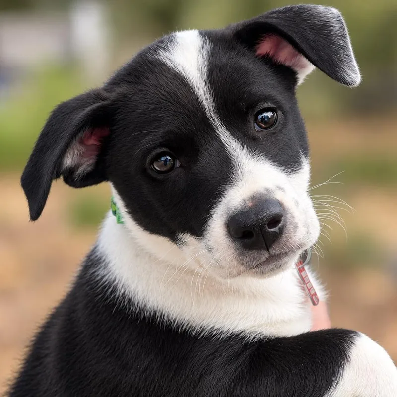 A baby small-sized male Black Retriever dog named Everett for adoption in Boerne, TX
