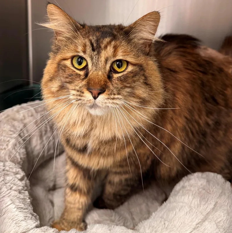 An adult medium-sized female Calico cat named Suki for adoption in Kenai, AK