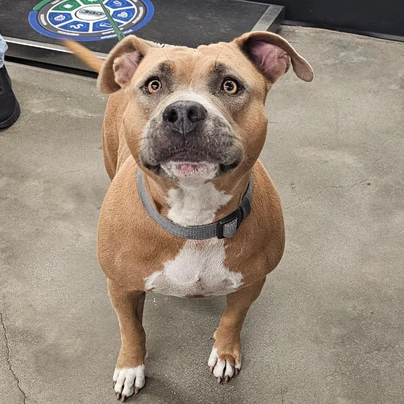 An adult large-sized female Terrier dog named Roxy for adoption in Tampa, FL