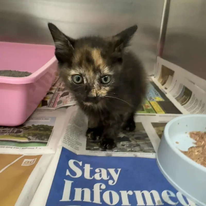 A baby small-sized female Tortoiseshell Domestic Short Hair cat named Oneida for adoption in Auburn, AL