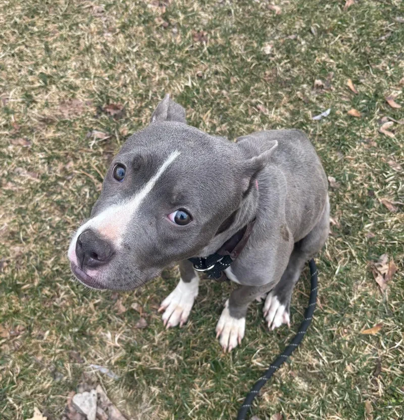 A baby medium-sized female Black Terrier dog named Stormy for adoption in Macomb, MI