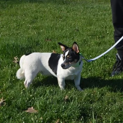 A young small-sized male Parson Russell Terrier dog named Garrett for adoption in Elk Grove Village, IL