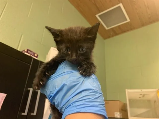 A baby small-sized female Domestic Short Hair cat named Maddie for adoption in Grand Prairie, TX