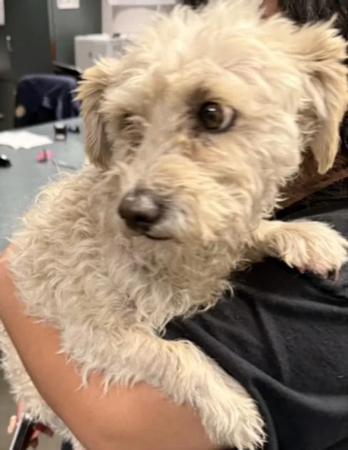 An adult small-sized male Terrier dog named Mikey for adoption in Chatsworth, CA
