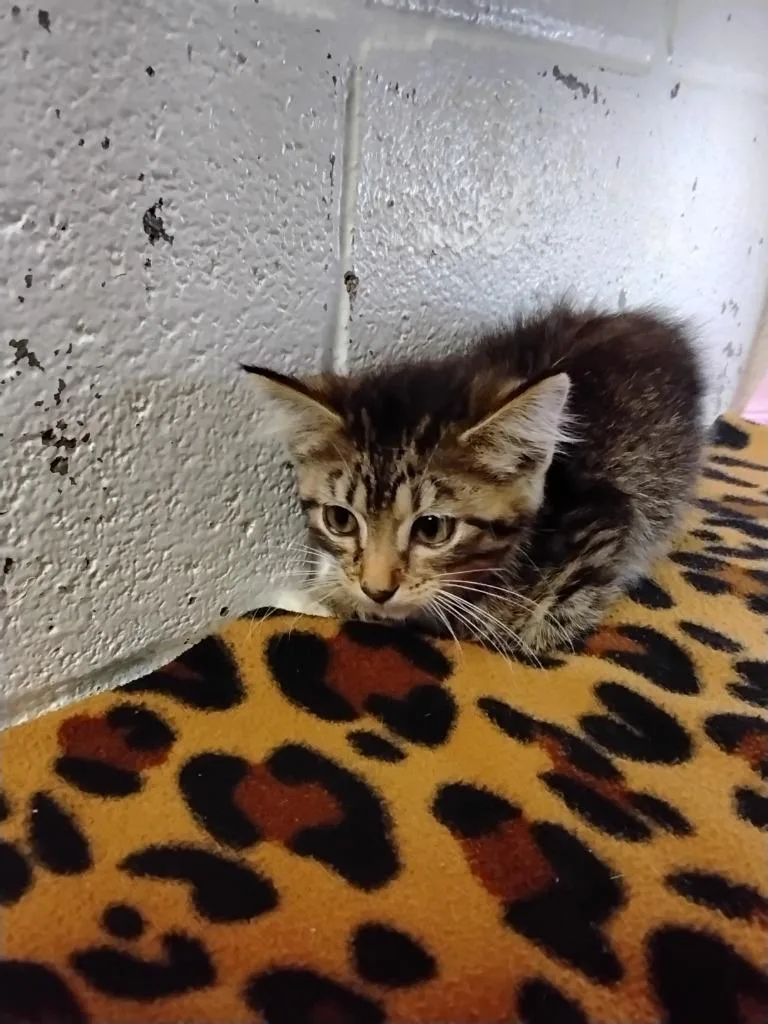 A baby small-sized female Domestic Short Hair cat named Arise for adoption in Ada, OK