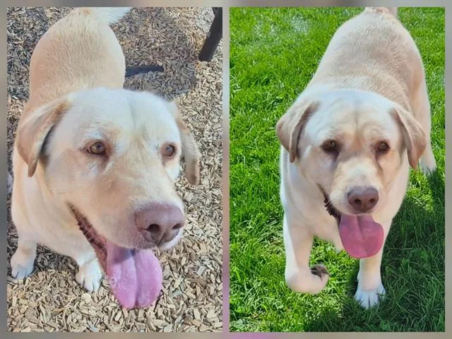 An adult large-sized female Labrador Retriever dog named Fae for adoption in Albuquerque, NM