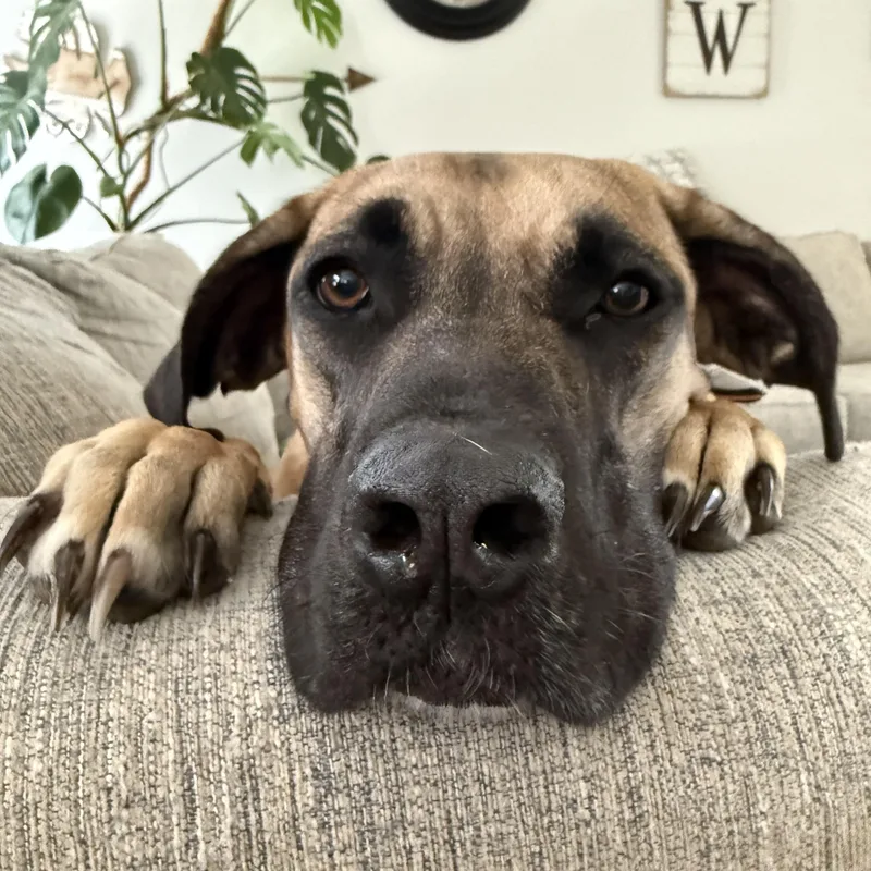 Sadie thumbnail 2