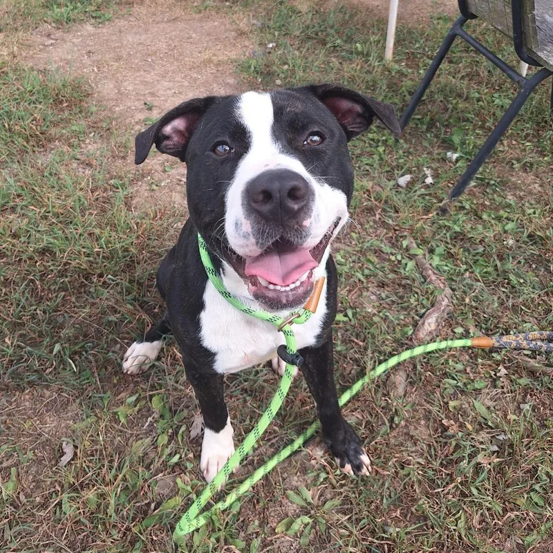An adult medium-sized male Mixed Breed dog named Bowser for adoption in Cape Girardeau, MO