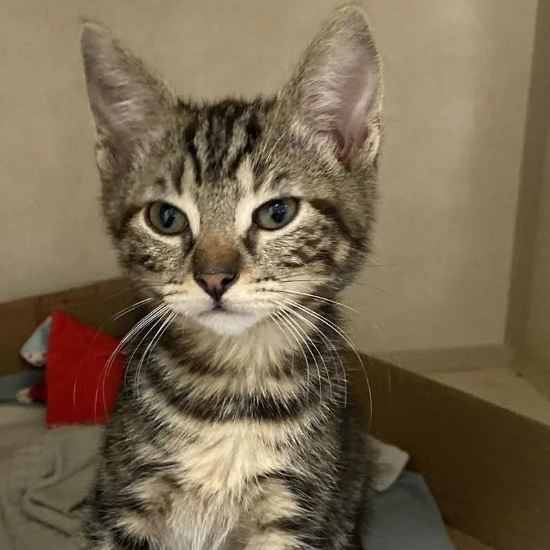 A young large-sized female Torbie Domestic Short Hair cat named Princess Noodle for adoption in Westminster, CA