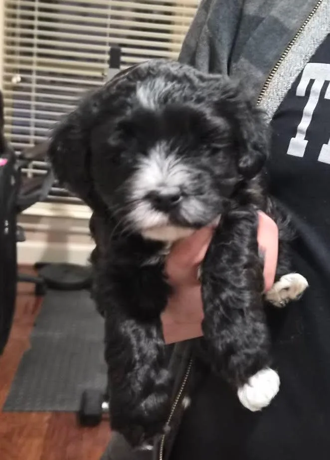 A baby small-sized female Poodle dog named Bilby for adoption in Bryan, TX