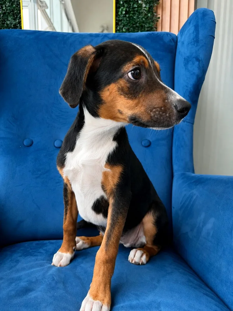 A baby medium-sized female Tricolor (Brown, Black, & White) Shepherd dog named Mimi Roo for adoption in Poway, CA