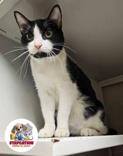 An adult small-sized male Domestic Short Hair cat named Chuck Norris for adoption in Phoenix, AZ