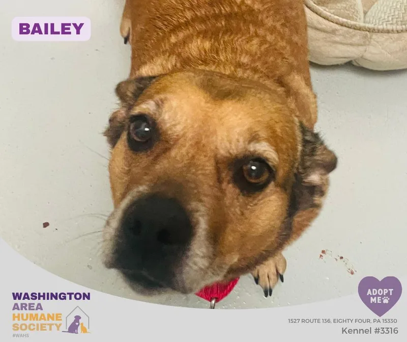 A senior medium-sized female Golden Cardigan Welsh Corgi dog named Bailey for adoption in Eighty Four, PA