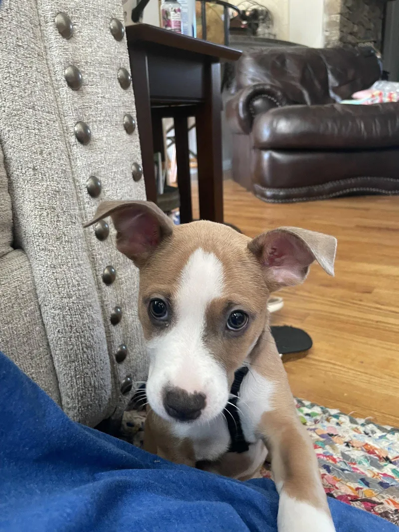 Charlie thumbnail 2