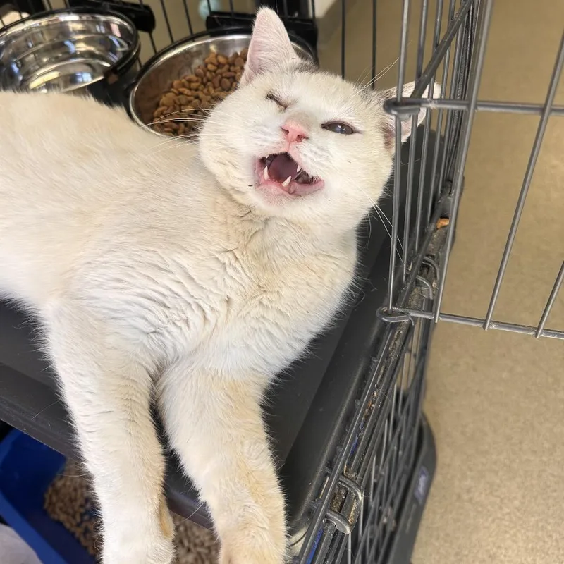 A young small-sized male Cream / Ivory Domestic Short Hair cat named Side Eye for adoption in Rocky Mount, VA
