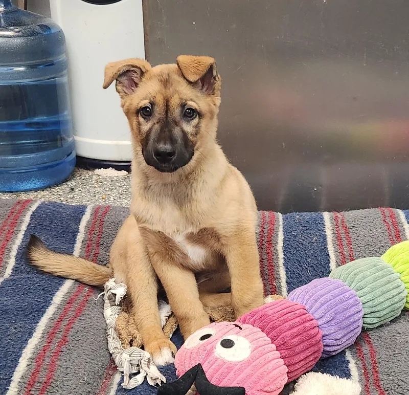 A baby medium-sized male Apricot / Beige Belgian Shepherd / Malinois dog named Arlo for adoption in Siloam Springs, AR
