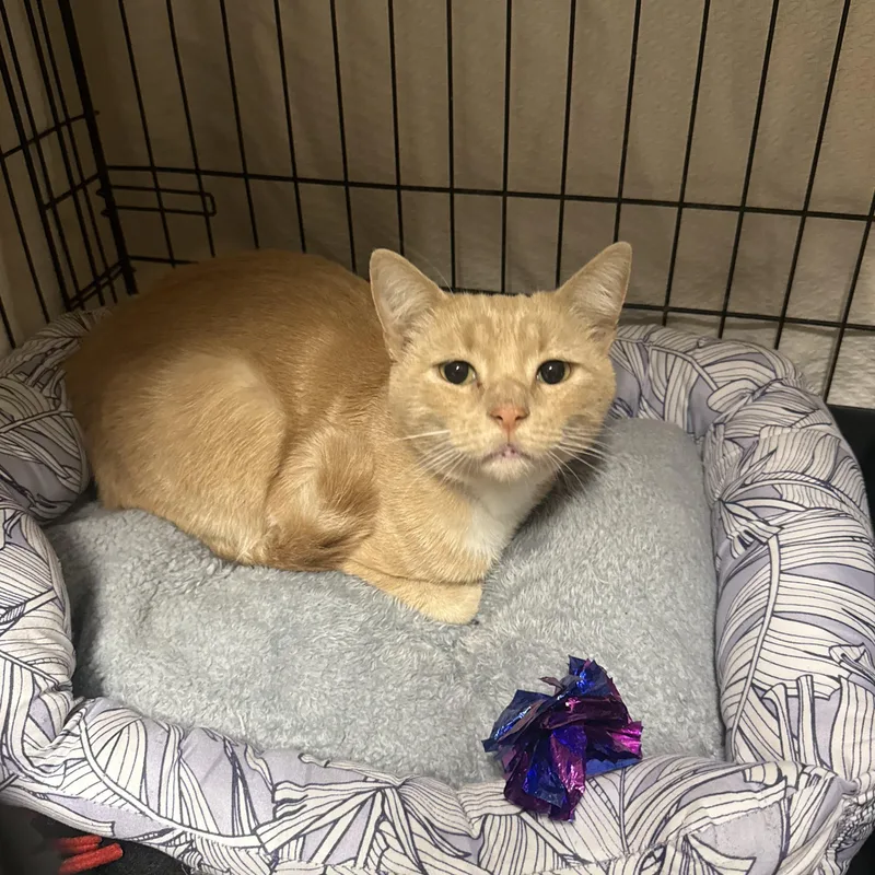 An adult medium-sized male Domestic Short Hair cat named Ford for adoption in Medinah, IL