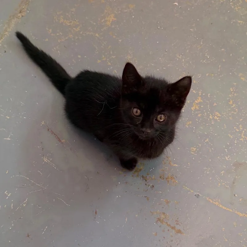 A young small-sized female Black American Shorthair cat named C Sapphire for adoption in Franklin, PA