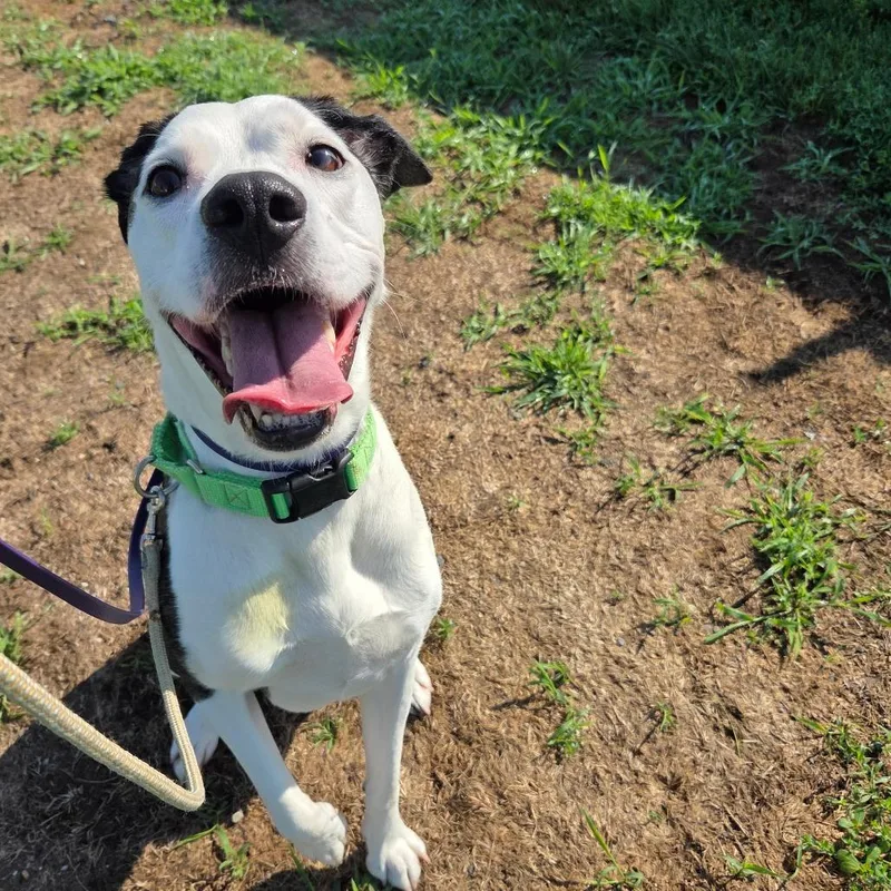 An adult medium-sized female Mixed Breed dog named Gracie for adoption in Ballston Spa, NY
