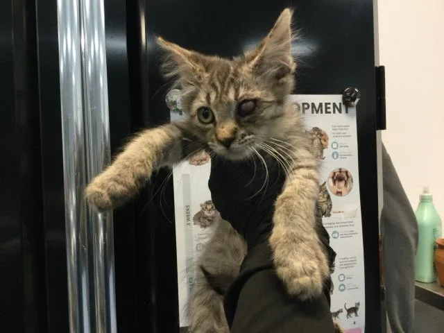 A baby small-sized female Domestic Short Hair cat named A for adoption in Thousand Palms, CA