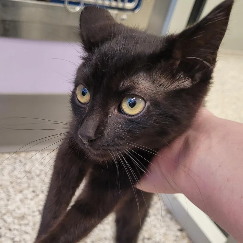 A baby small-sized male Black Domestic Short Hair cat named Bear for adoption in Madisonville, TN