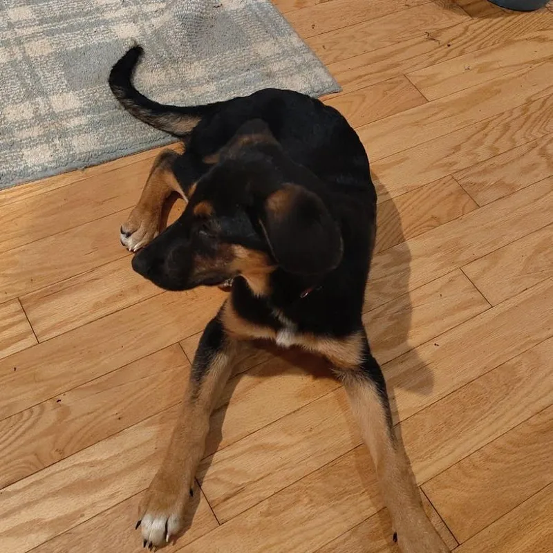 A baby small-sized female Black German Shepherd Dog dog named Dollar Bill for adoption in Fredericksburg, VA