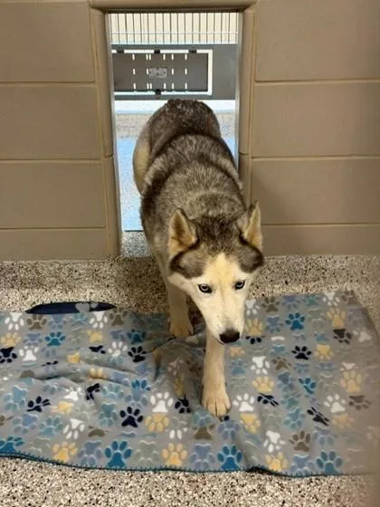 An adult large-sized female Siberian Husky dog named Nana for adoption in Gastonia, NC