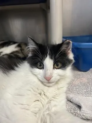 A young small-sized male Black & White / Tuxedo Domestic Long Hair cat named Pierre for adoption in Annapolis, MD