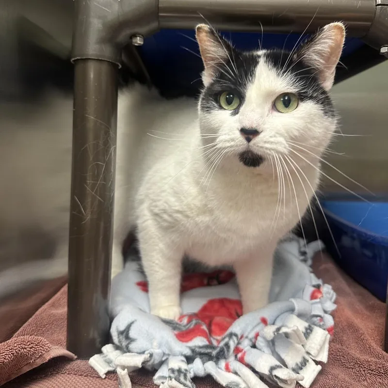 An adult medium-sized female White Domestic Short Hair cat named Moon Pie Aka Moomoo for adoption in Columbia Station, OH
