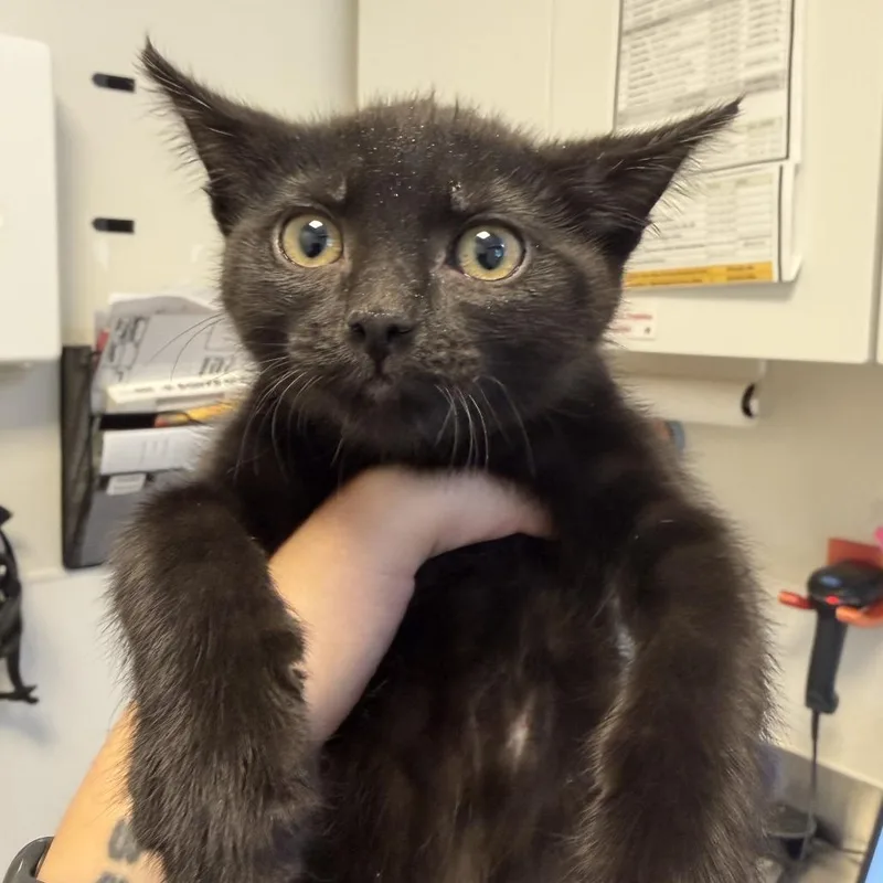 A baby small-sized female Black Domestic Short Hair cat named Carnelia for adoption in Rifle, CO