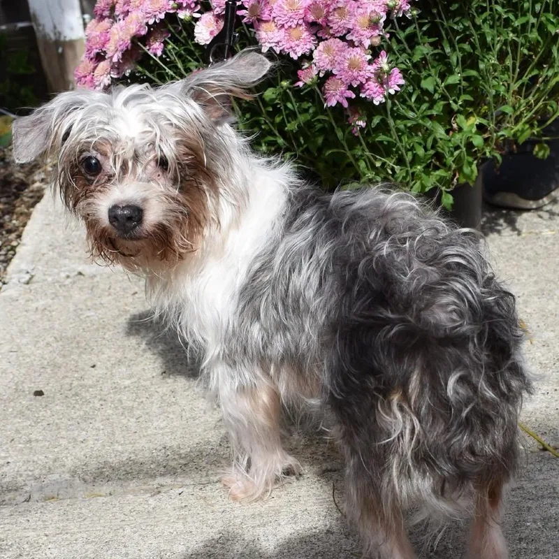 An adult small-sized female Yorkshire Terrier dog named Willa for adoption in Hudson, IL