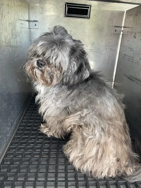 An adult small-sized male Shih Tzu dog named Sterling for adoption in Fort Myers, FL